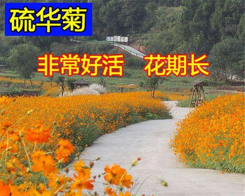 波斯菊盆栽怎么种（波斯菊的养护与管理）