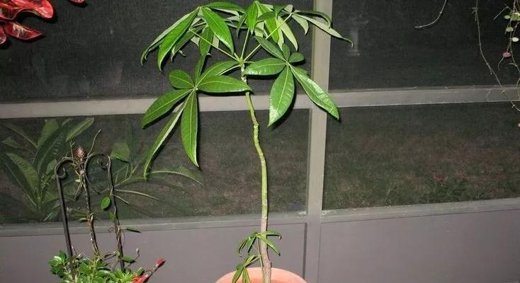 发财树养殖禁忌有哪些（有关发财树的正确养法）
