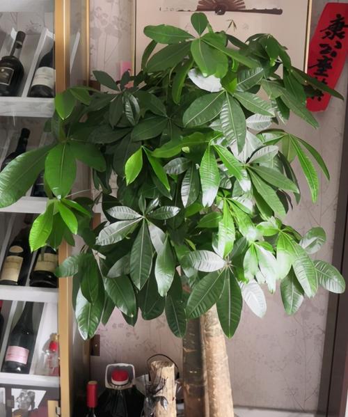 发财树养殖禁忌有哪些（有关发财树的正确养法）