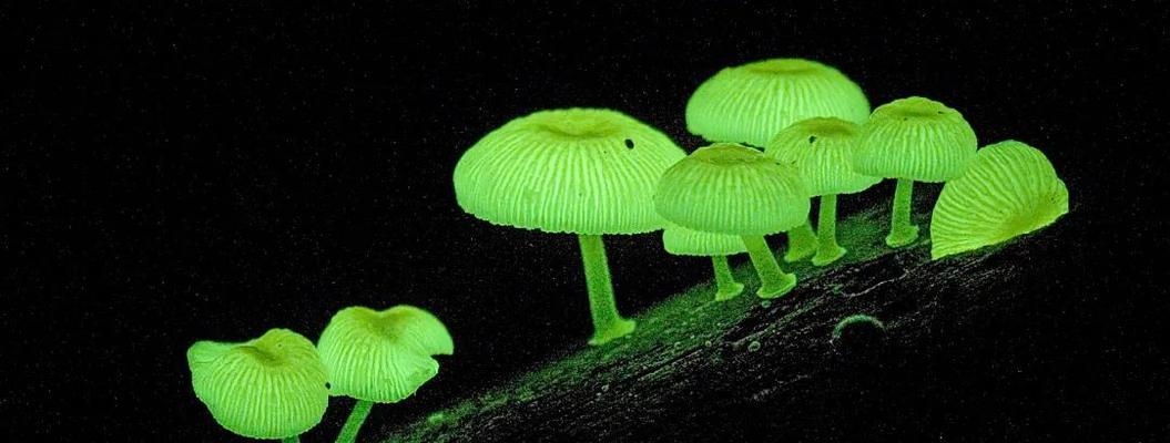 萤火虫吗（关于萤火虫的养殖方法）