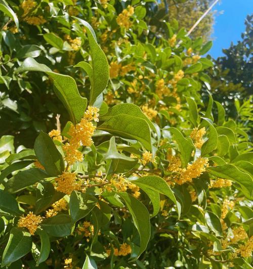 桂花树种什么时候种（桂花树的栽种方法与技巧）