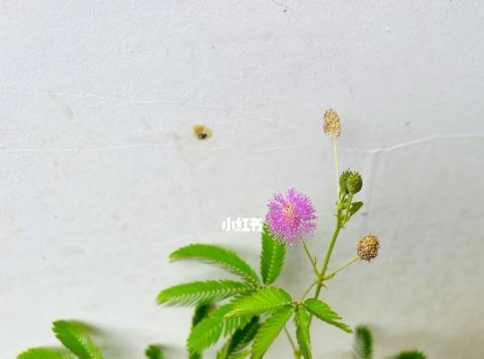 含羞草怎么种植方法简单（养护含羞草的注意事项）