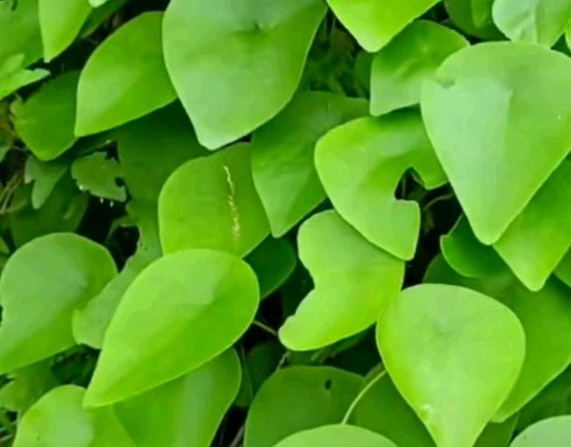 千金藤种植技术详解（掌握千金藤种植的关键技巧）