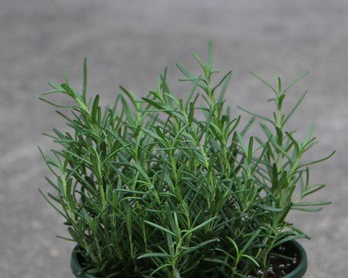 迷迭香怎么养才能更旺盛（迷迭香种植方法与技巧）