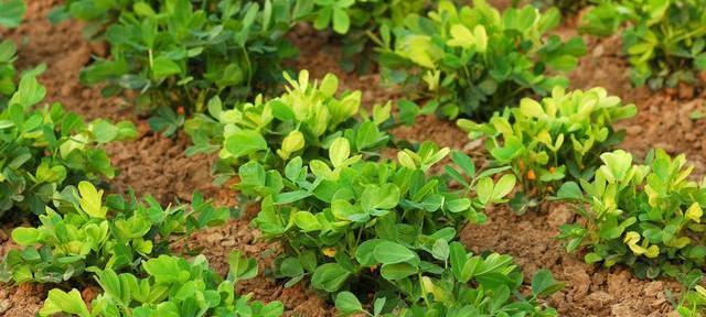 花生如何种植产量高（花生的种植方法和技术）