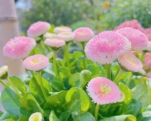 小雏菊的品种大全图解（了解各种雏菊的特点及养护技巧）