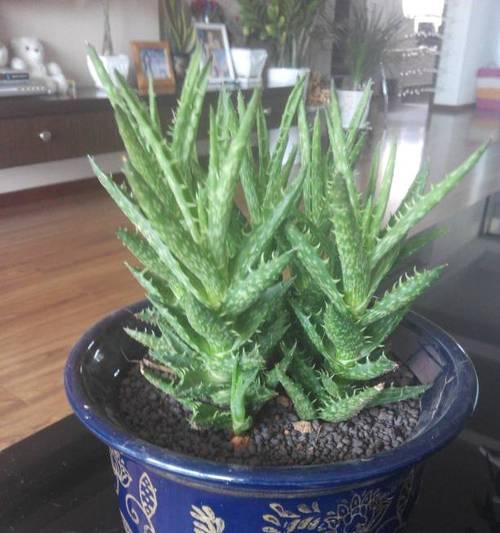 芦荟盆景怎么养（盆栽芦荟养护知识）