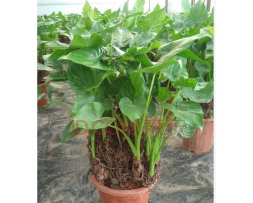 千手观音植物怎么养（千手观音花养护方法及注意事项）
