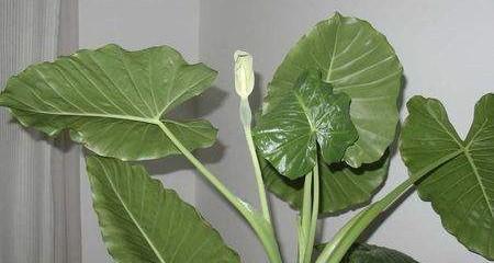 千手观音植物怎么养（千手观音花养护方法及注意事项）