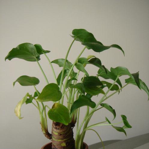千手观音植物怎么养（千手观音花养护方法及注意事项）