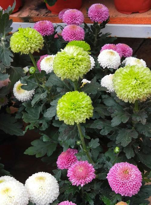 菊花形状像什么东西（菊花造型制作技巧图解）