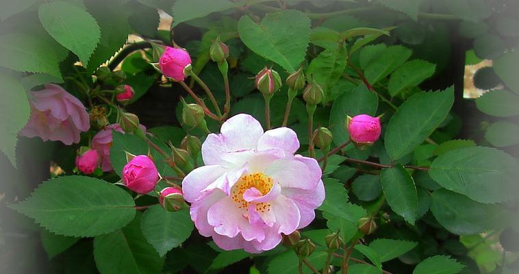 蔷薇花是月季花吗（描述蔷薇花的特点）
