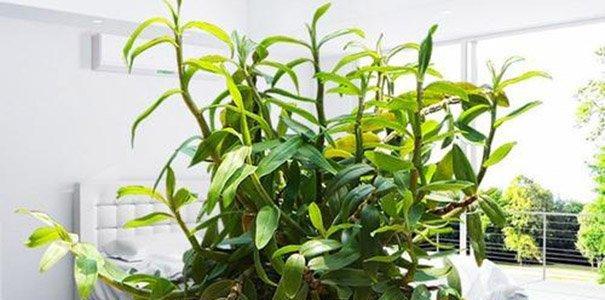 家庭怎样栽种石斛（石斛的种植与养护）