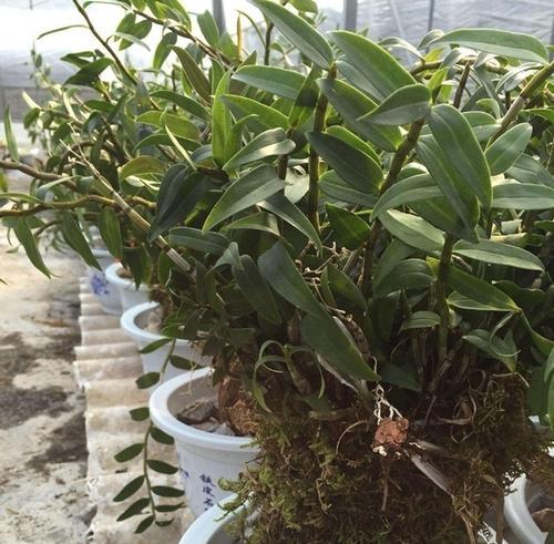 家庭怎样栽种石斛（石斛的种植与养护）