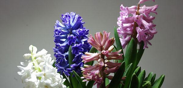 风信子花怎样栽培（风信子的栽培技术要点）