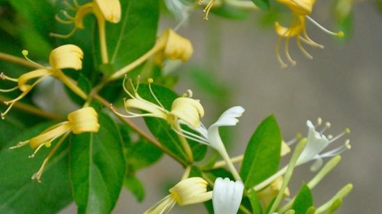 什么是代代花（有关代代花的寓意和花语）