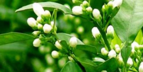 什么是代代花（有关代代花的寓意和花语）