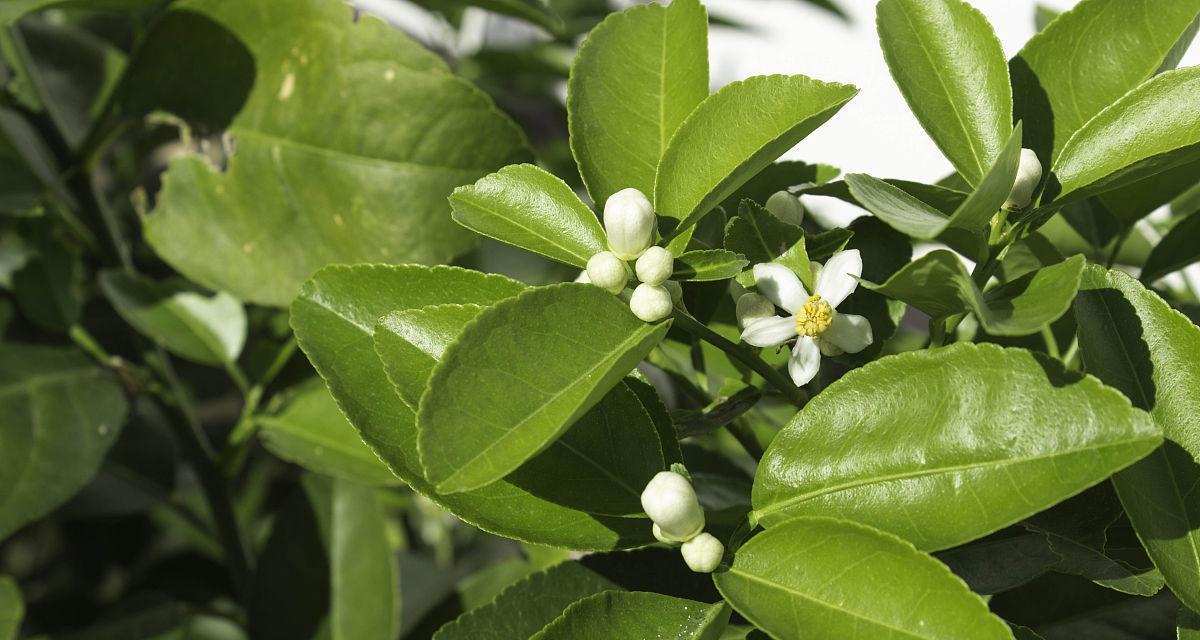 什么是代代花（有关代代花的寓意和花语）