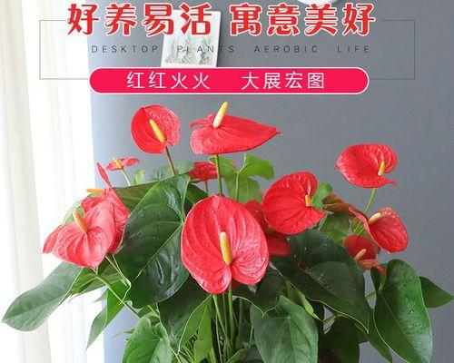 红掌怎么养开花多（红掌养护小妙招）