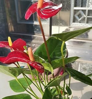 红掌怎么养开花多（红掌养护小妙招）