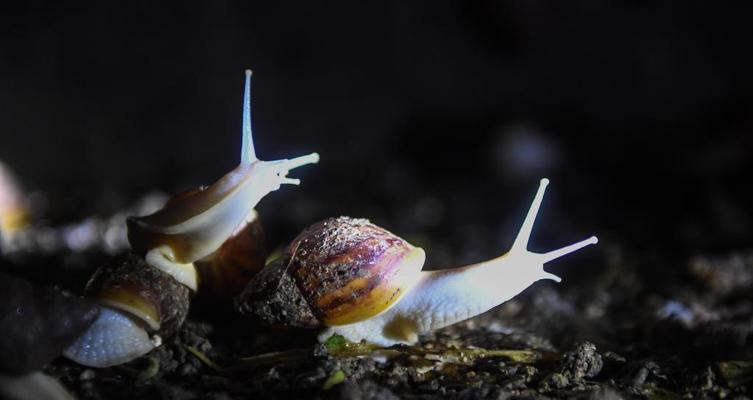 白玉蜗牛怎么养殖方法（关于蜗牛的日常养护知识）