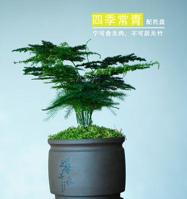 文竹盆栽怎么养殖（文竹的种植方法及养护）