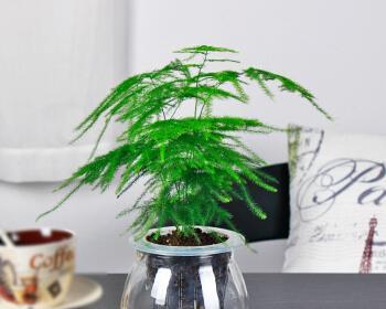 水培文竹叶子发黄怎么办（详解水培文竹养护要点）
