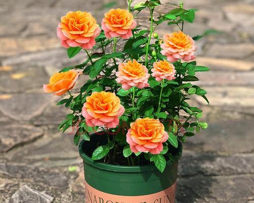 盆栽月季花怎么养（有关月季花的养护知识）