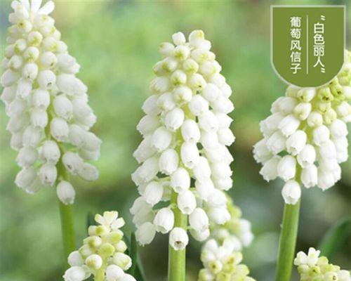 盆栽风信子如何种植（风信子种植方法教程）