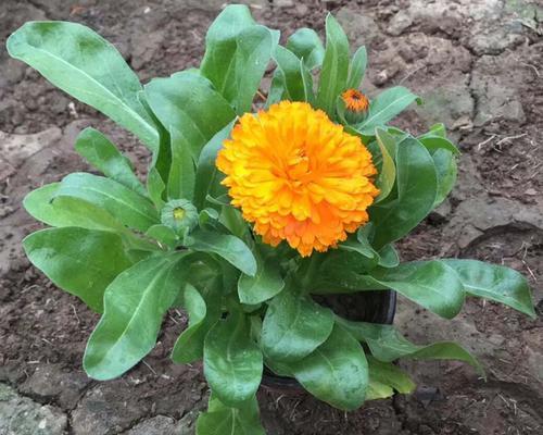 金盏菊种植多久开花（有关金盏菊的种植方法）