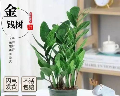 发财树怎样养才能养得好（描述发财树的正确养法）