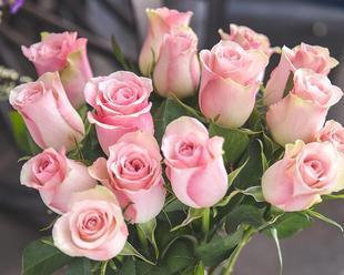 玫瑰花好养吗（详解玫瑰花养护知识）