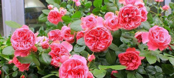 月季花期有多长时间（月季一年四季不断开花的方法）