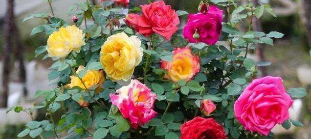 月季花期有多长时间（月季一年四季不断开花的方法）