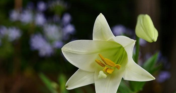 百合花什么时候开花（有关百合花的开花时间）