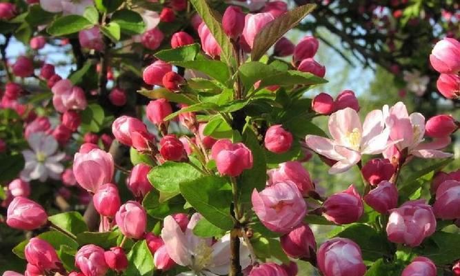 海棠花一年开几次花（了解海棠花的特点介绍）