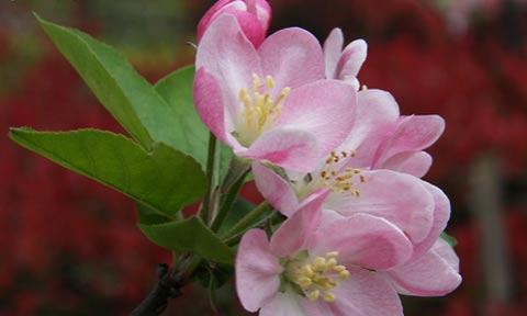 海棠花一年开几次花（了解海棠花的特点介绍）