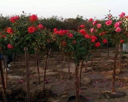 哪些树可以嫁接月季花（最常用的嫁接月季种类）