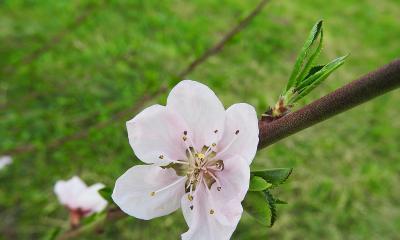 桃树什么时候开花结果（桃树种植时间和方法）