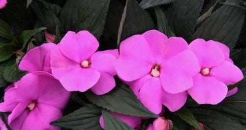 凤仙花开花时间多长（有关凤仙花的养护步骤）
