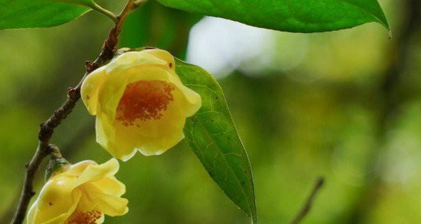 金花茶种植方法与养护（掌握金花茶种植技巧）