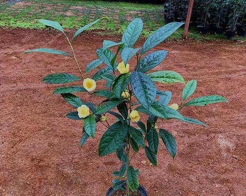 金花茶种植方法与养护（掌握金花茶种植技巧）