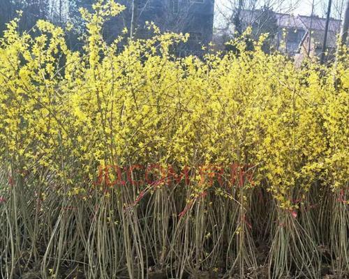 迎春花怎么种植（迎春花种子种植方法步骤）