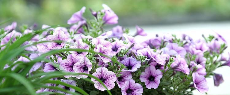 牵牛花可以种在阳台吗（牵牛花的种植方法与养护）