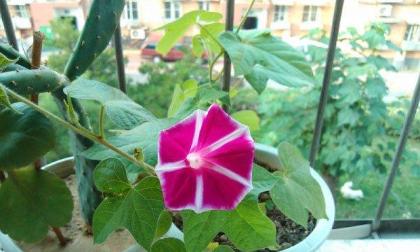 牵牛花可以种在阳台吗（牵牛花的种植方法与养护）
