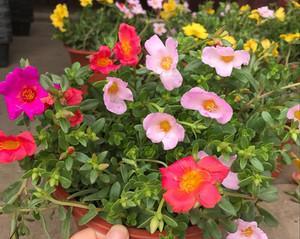 太阳花开花时间（了解太阳花的花期季节）
