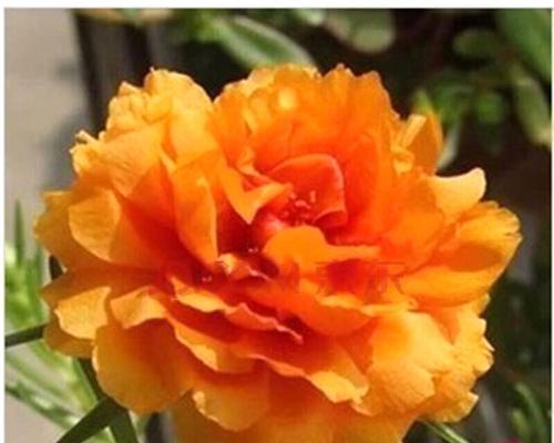 太阳花开花时间（了解太阳花的花期季节）