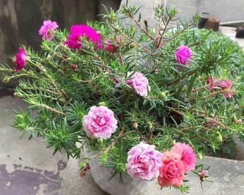 太阳花开花时间（了解太阳花的花期季节）