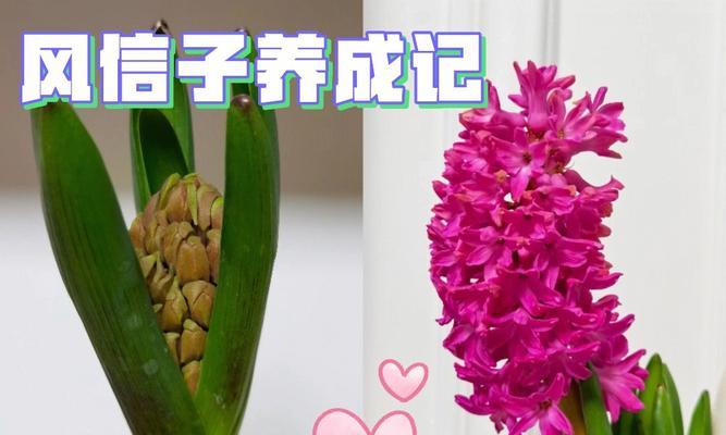 风信子花怎么养殖（风信子养殖方法讲解）