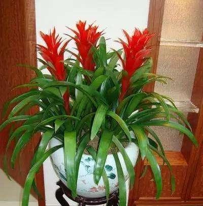 鸿运当头怎么养（鸿运当头养殖方法讲解）
